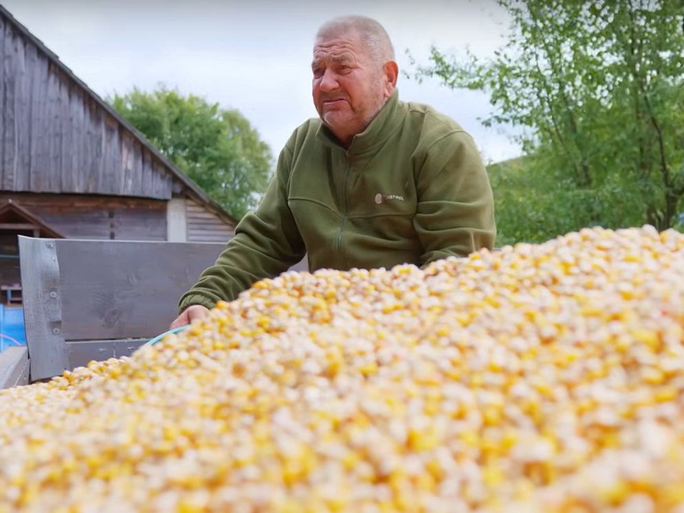 Gienek z Plutycz na przyczepce z kukurydzą