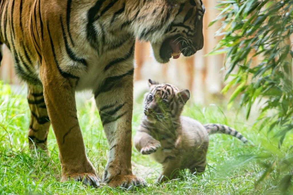 Wrocław. Mała tygrys sumatrzański narodził się we wrocławskim zoo. Możesz wybrać imię