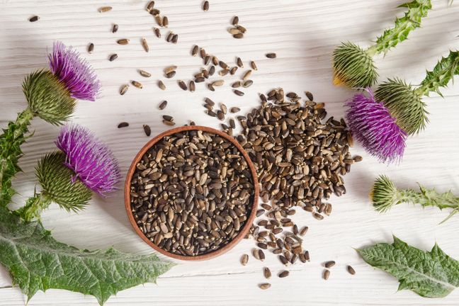 Ostropest plamisty ma bardzo dobry wpływ na nasze zdrowie