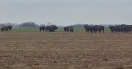 To nie fotomontaż. Całe stado. Leśnicy pokazali niezwykłe nagranie