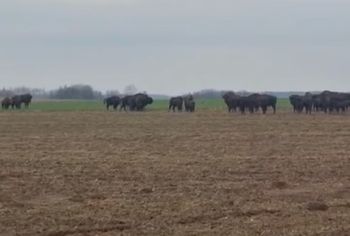 To nie fotomontaż. Całe stado. Leśnicy pokazali niezwykłe nagranie