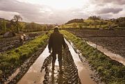Kalemba: 150 mln zł strat gospodarstw rolnych z powodu opadów