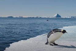 Marsz pingwinów - oglądaj online w TV - fabuła, bohaterowie, gdzie obejrzeć