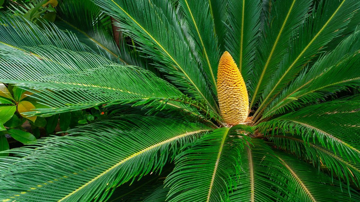 Ostatni sagowiec zakwitł w Polsce 10 lat temu.
