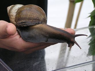 Żarłoczne ślimaki zjadają Florydę