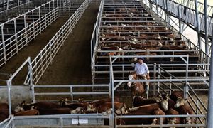 Rolnicy nie odpuszczają ws. umowy UE z Mercosurem. Chcą reakcji Sejmu