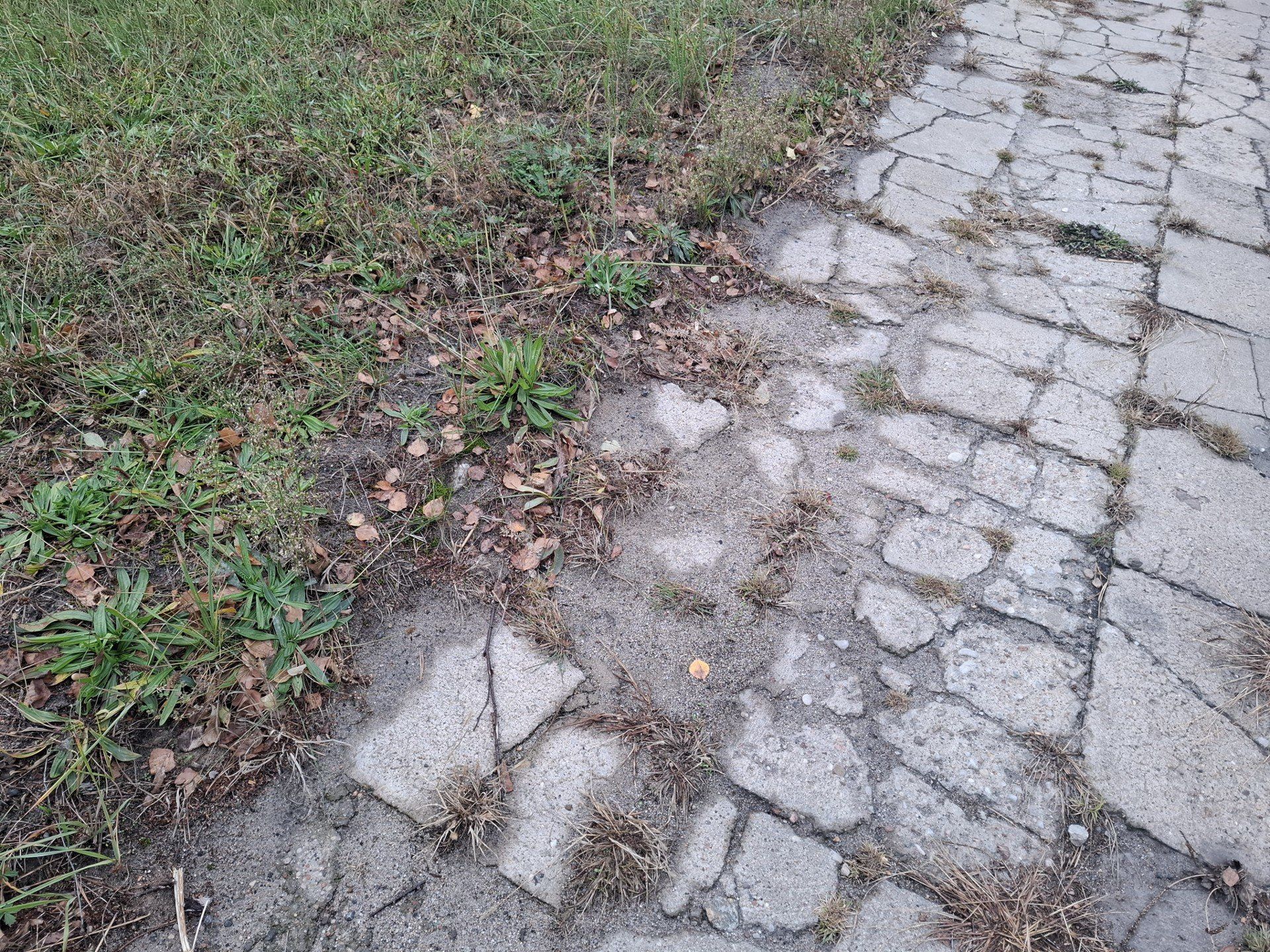 Chodnik widmo? Było odkrycie archeologiczne roku w Skierniewicach, a teraz znika