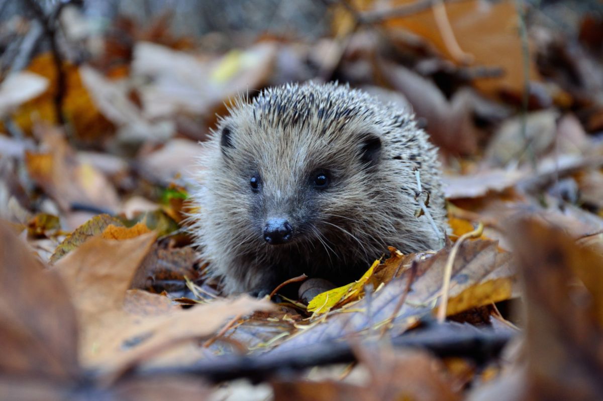 Bavaria on alert as deadly hedgehog virus threatens humans