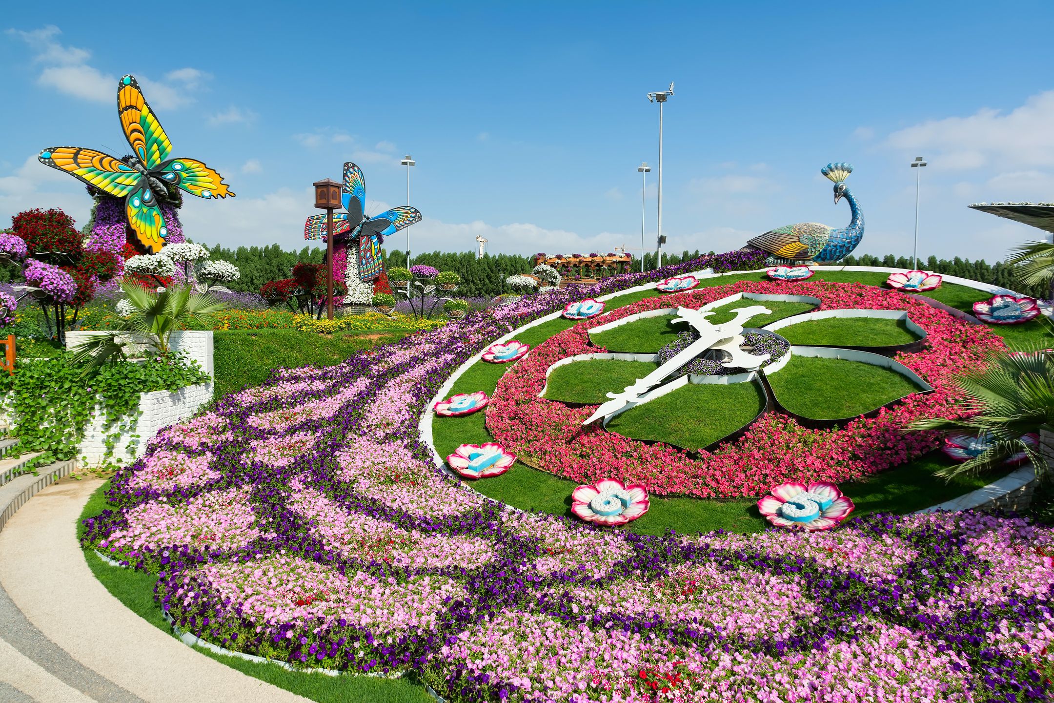 Kwiatowy zegar w Dubai Miracle Garden 