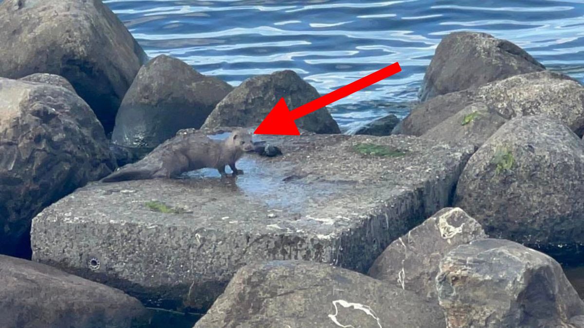 Zapytała, co to za zwierzę