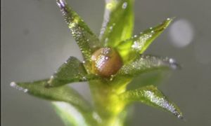 Wysłali go w kosmos. Jest niezniszczalny i przeżył