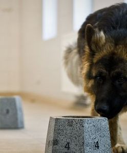 Funkcjonariusz z czterema nogami poszukiwany