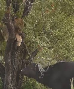 Lew kontra bawoły. Desperacka decyzja