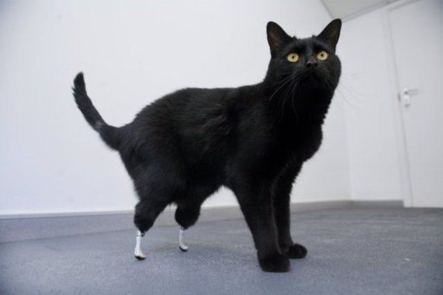 Bioniczne stopy dla kota