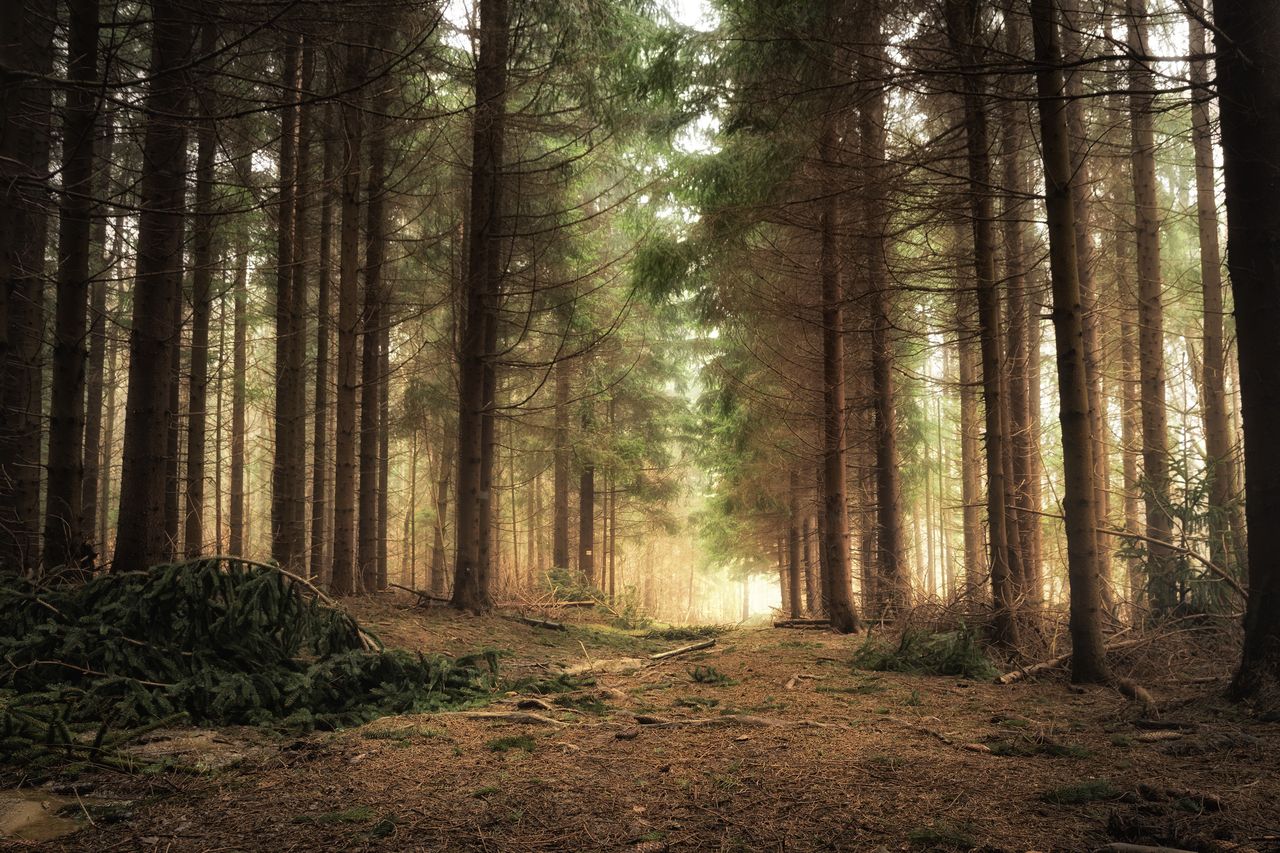 Zagubiony w lesie – odnalazł go policjant po służbie