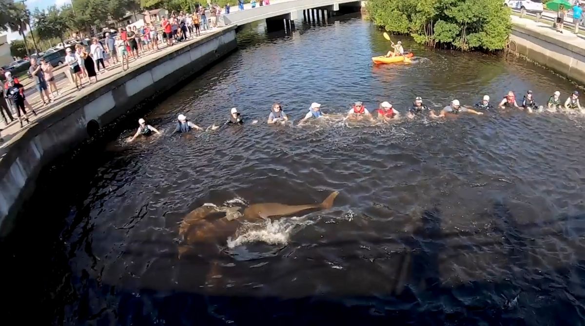 Utworzyli ludzki łańcuch. Uratowali delfiny, które wpłynęły do kanału na Florydzie