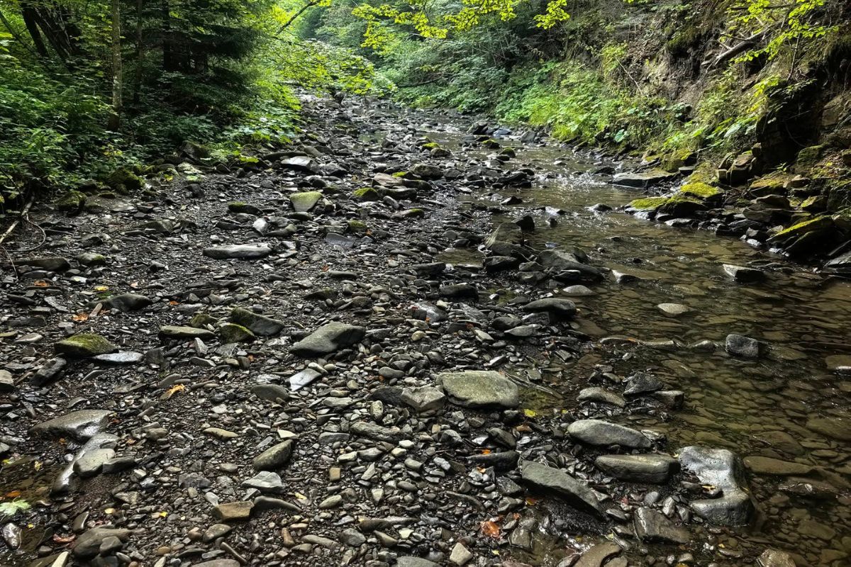 Leśnicy aż zrobili zdjęcia. Zatrważające kadry z Bieszczadów