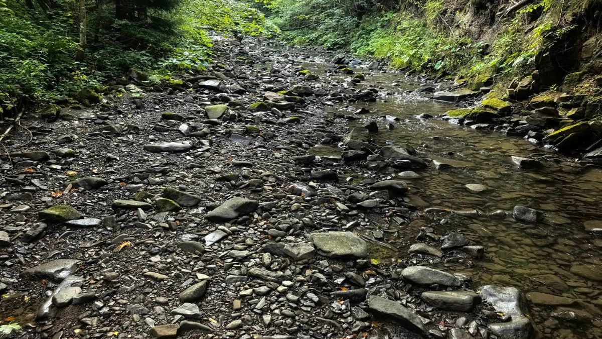 Niepokojący widok w Bieszczadach.