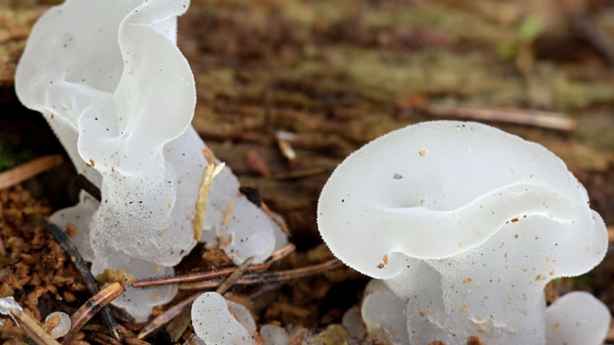 Galaretek kolczasty charakteryzuje się nietypowy wyglądem 