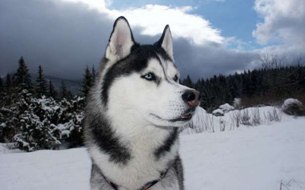 Husky