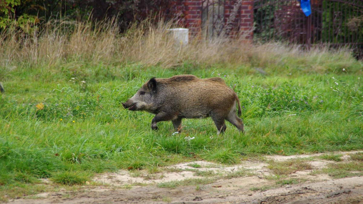 Dziki zaatakowały psa. Zwierzę nie przeżyło. Zdj. ilustracyjne 