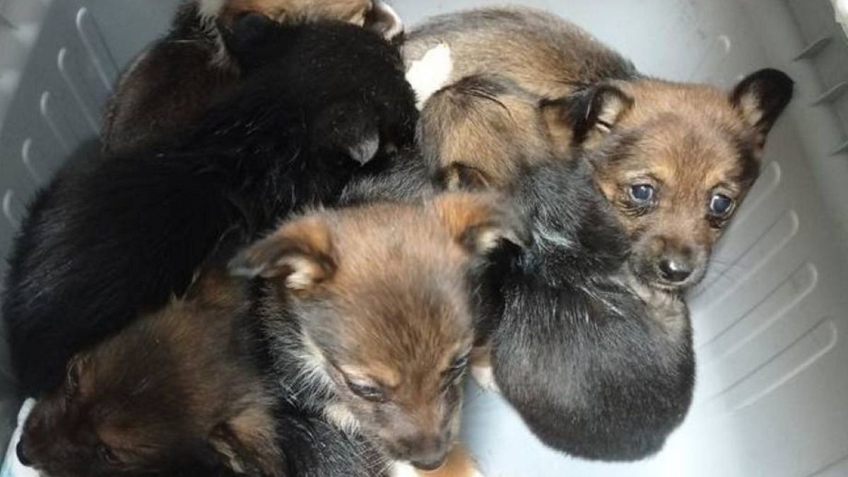 Wolontariusze Miasteckiego Stowarzyszenia Bezdomny Kundelek potrzebują pomocy w uratowaniu w sumie ośmiu piesków.