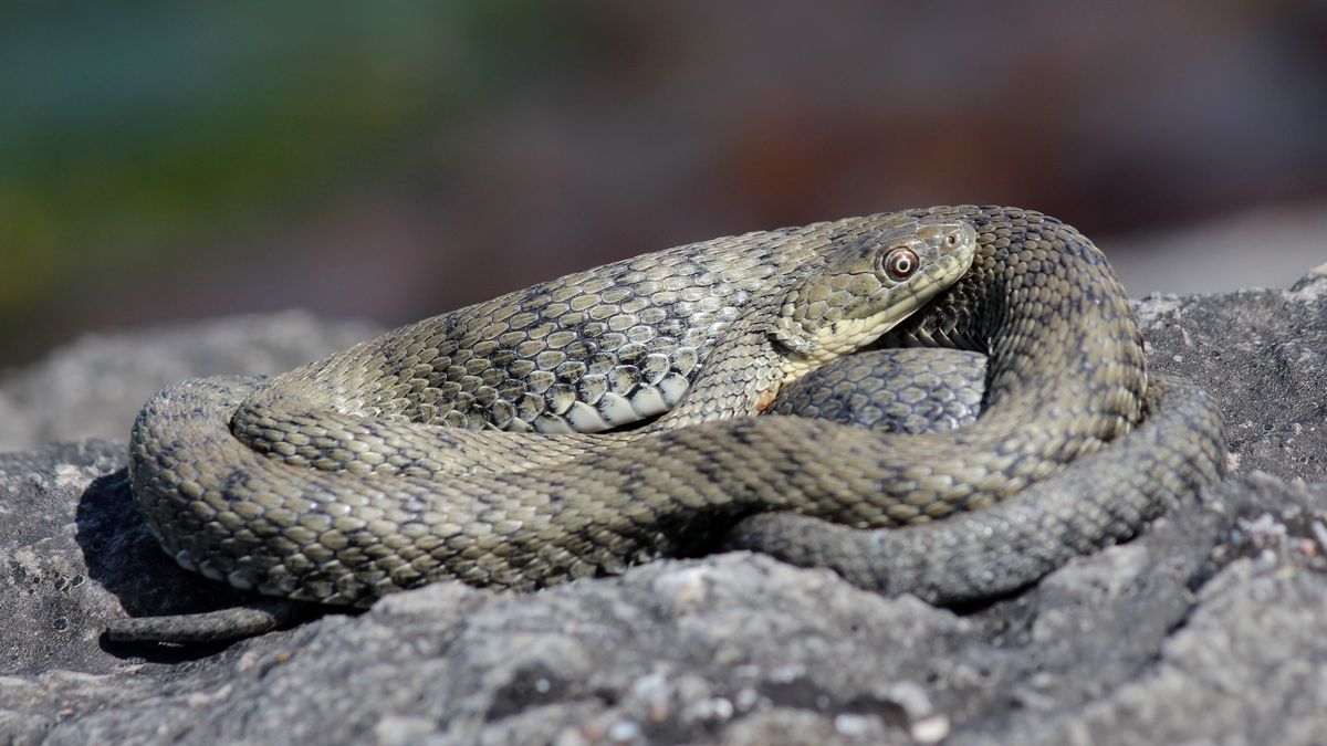Zaskroniec rybołów od niedawna jest rodzimym gatunkiem węża w Po