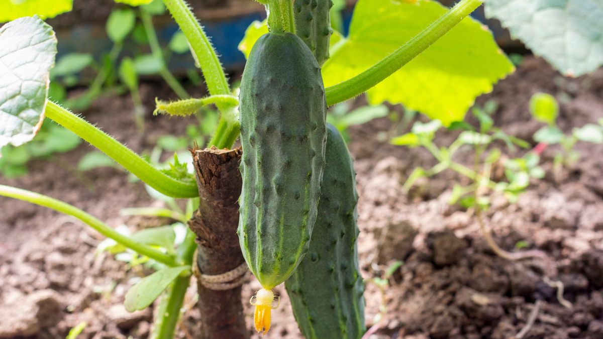 Uprawa ogórków wymaga uwagi