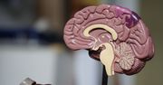 Wydrukowali tkankę ludzkiego mózgu. Działa i rośnie podobnie jak naturalna