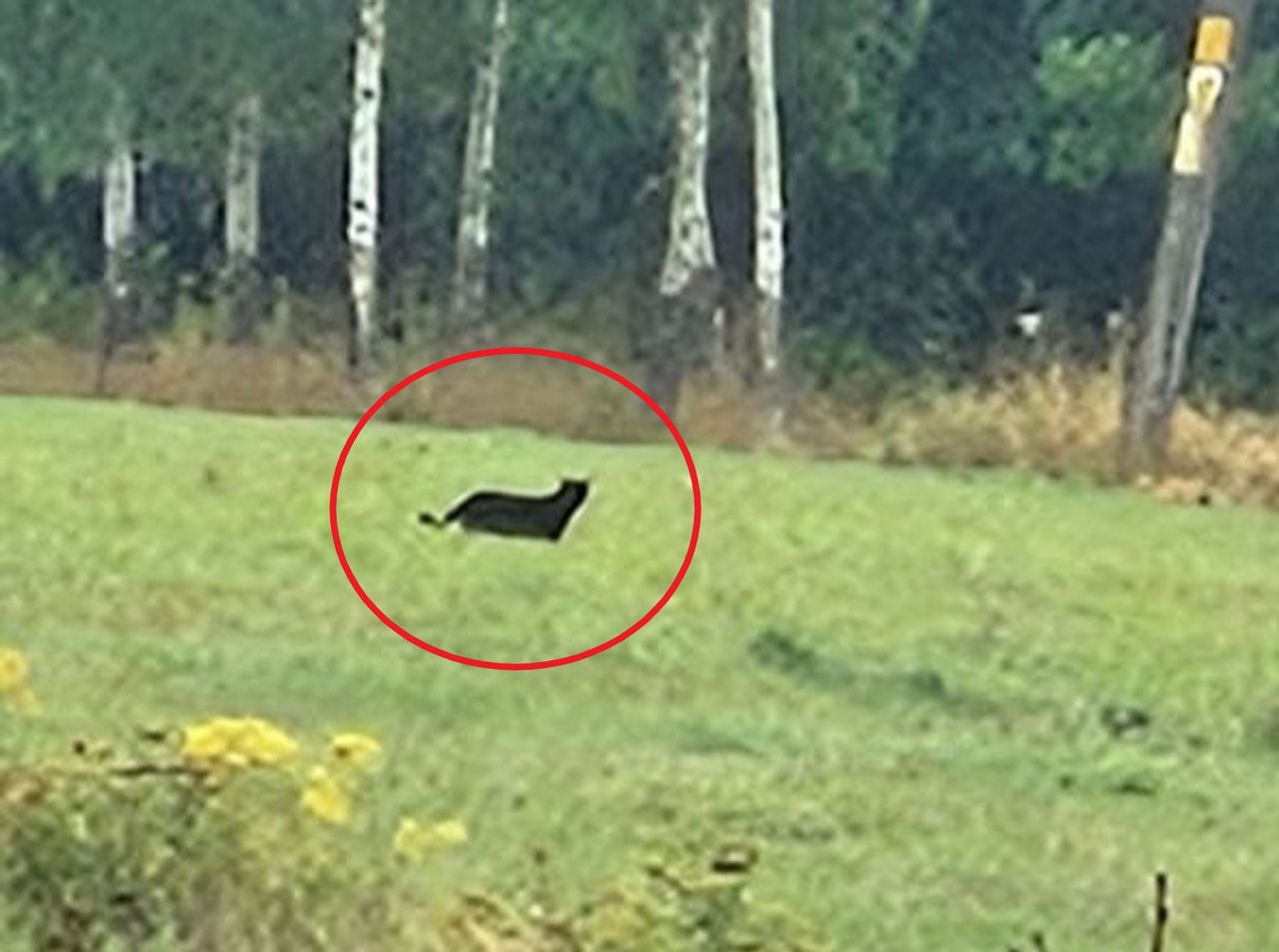 Puma na Dolnym Śląsku? Relacja autorki nagrania. "Zwierzę było spokojne"