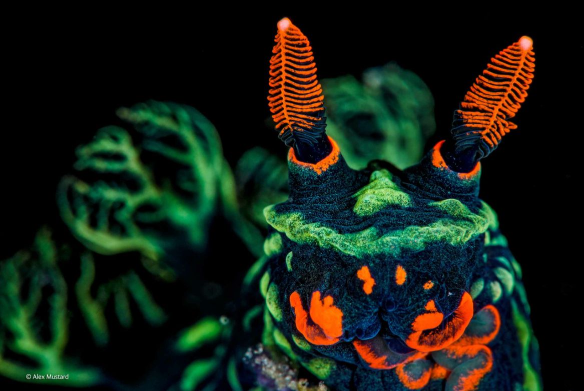 Zwycięzcy konkursu Wildlife Photographer of the Year 2014 32