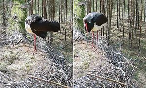 Pionierska akcja w Polsce. "Mówimy, że to serial, którego rusza 11. sezon"