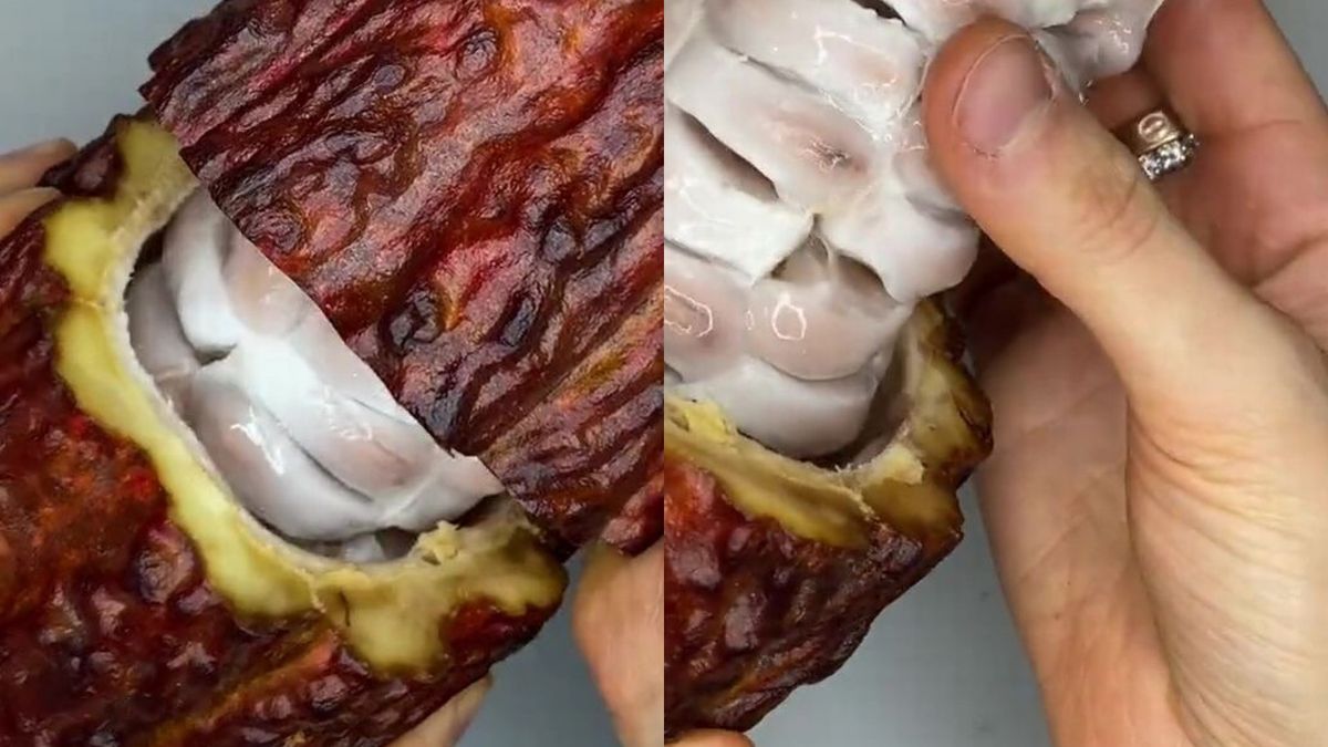  Sophia Rose pokazuje świeże ziarna kakaowca, z których powstaje czekolada.