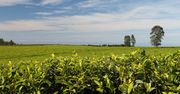 Czym jest land grabbing