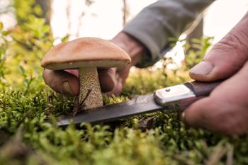Sezon na grzyby wystartował! Dawniej  kupowali za nie węgiel, dziś to raczej hobby