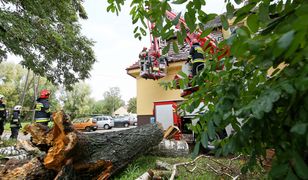 Pogoda. Synoptycy ostrzegają: to dopiero początek wichur. Powalone drzewo uszkodziło budynek szkoły w wielkopolskich Przygodzicach