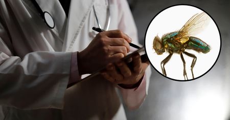 Nietypowa interwencja na dyżurze. Lekarz usunął muchę z ucha dziecka