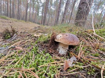 Lublin: Zanim pojedziesz do lasu wybierz się na plac Litewski. Tu się dowiesz jak bezpiecznie zbierać grzyby