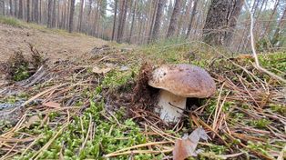 Lublin: Zanim pojedziesz do lasu wybierz się na plac Litewski. Tu się dowiesz jak bezpiecznie zbierać grzyby