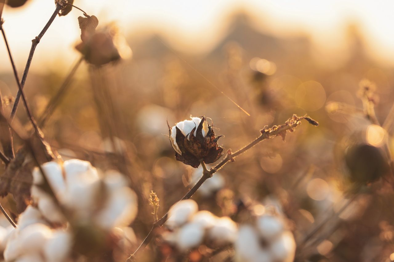 Ekologiczna uprawa bawełny wykorzystywana do produkcji tkanin. 