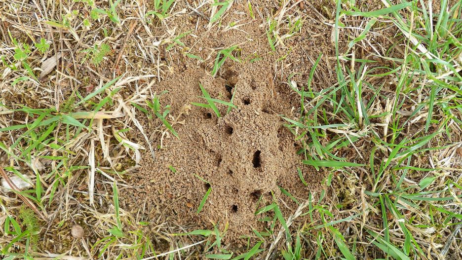 Jak naturalnie i skutecznie pozbyć się mrówek?