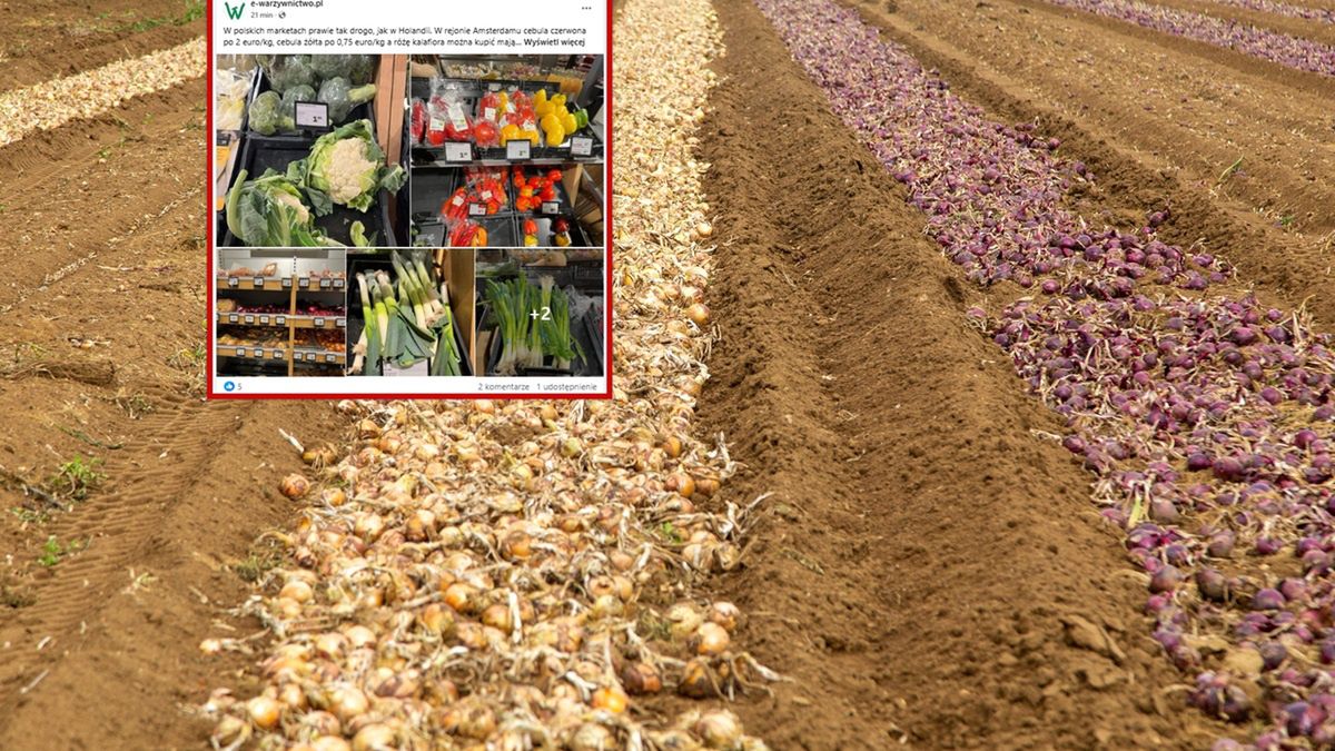 Ceny cebuli i kalafiora w Holandii.
