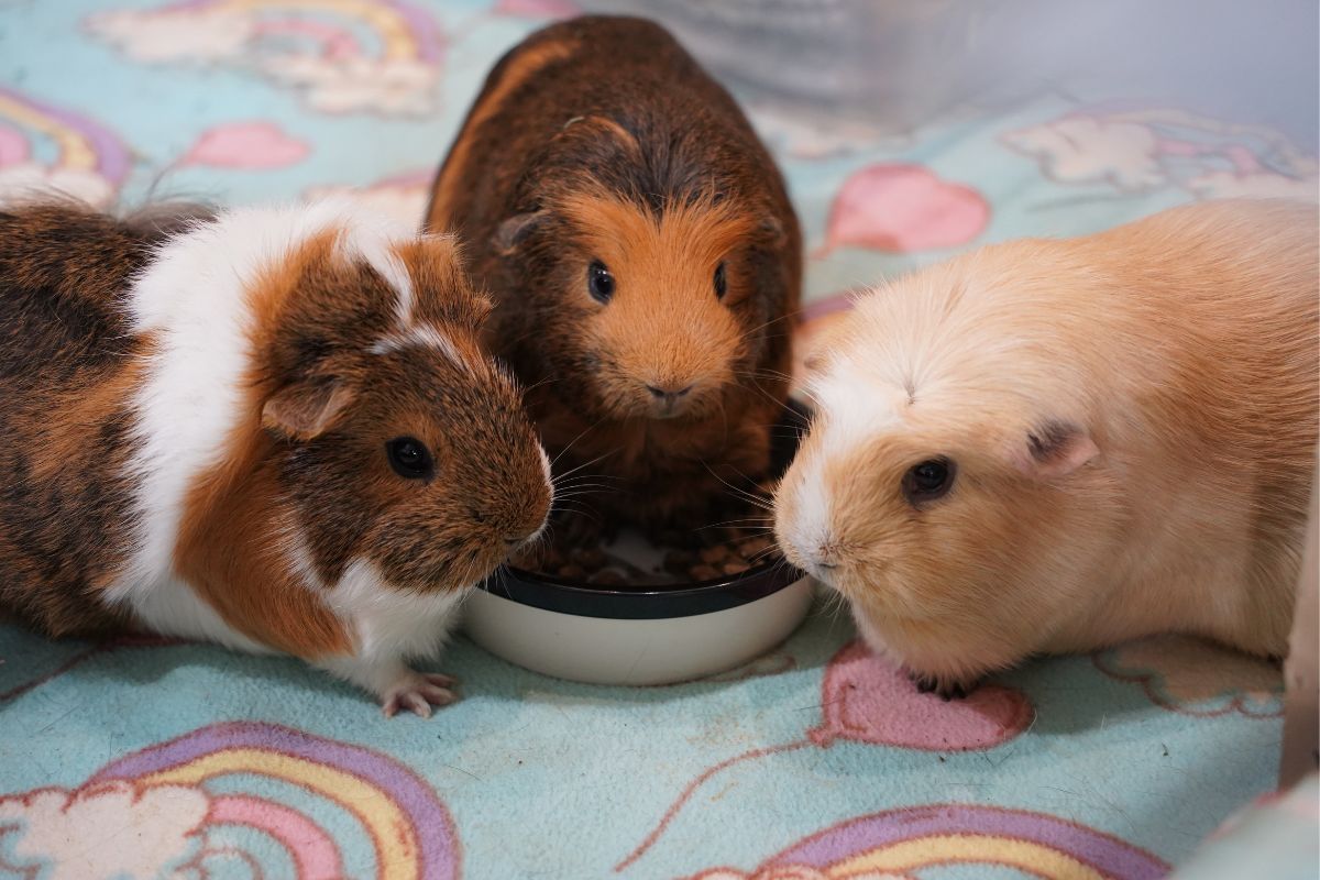 Guinea pigs.