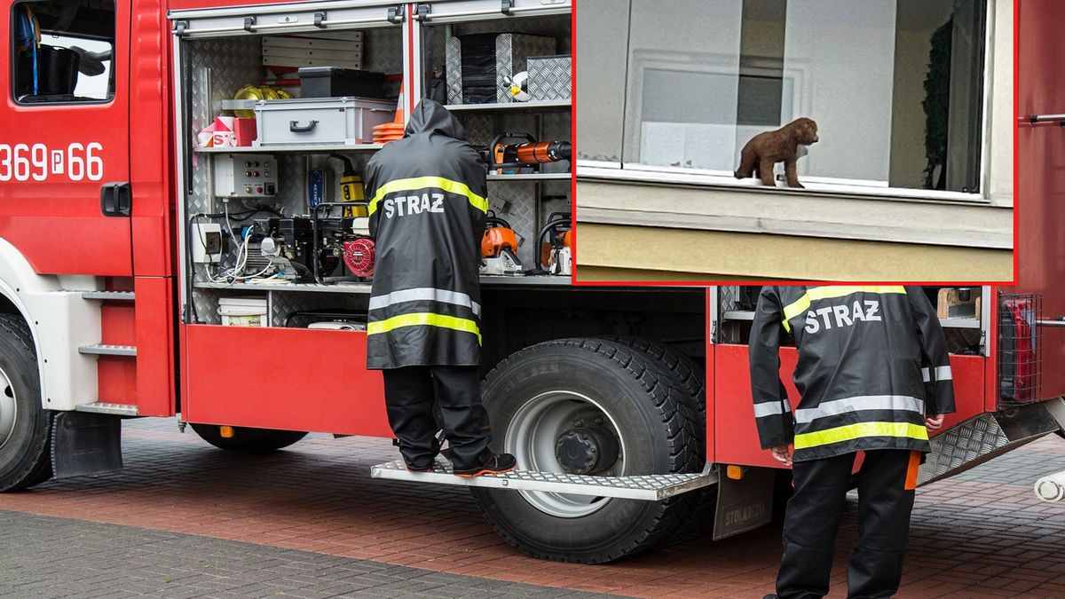 Pies na balkonie. Interwencja policji.