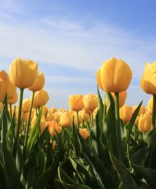 Holandia drugą Irlandią?