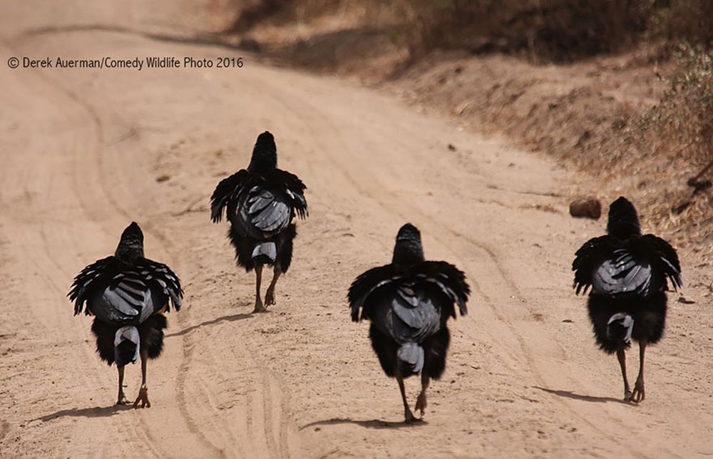 Najzabawniejsze zwierzaki konkursu Comedy Wildlife Photography Awards 2016 39