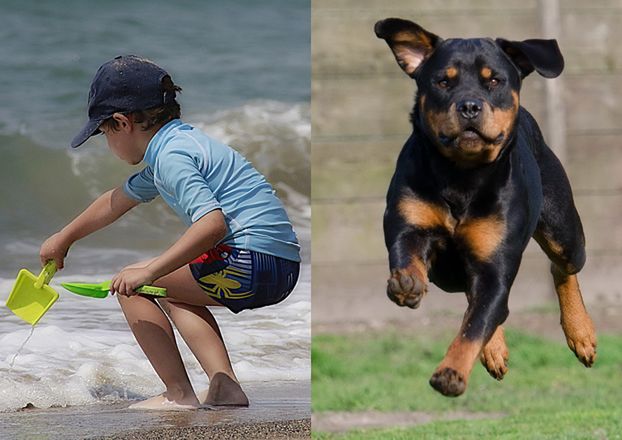 Rottweiler należący do Niemki pogryzł 8-latka na plaży w Świnoujściu!