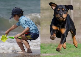 Rottweiler należący do Niemki pogryzł 8-latka na plaży w Świnoujściu!