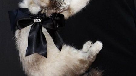 Makabryczna torebka gwiazdy