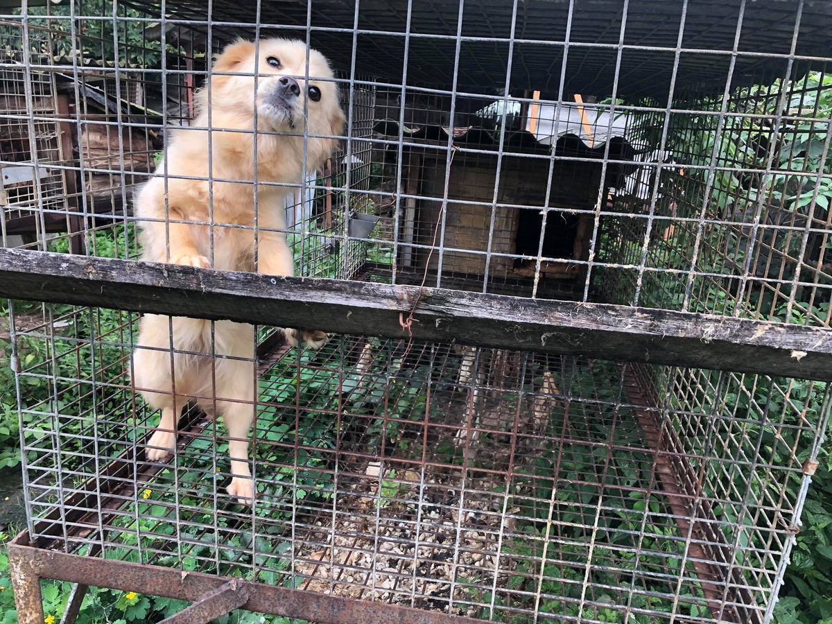Psy w klatkach i wygłodzone lisy. Interwencja obrońców zwierząt w Goliszowie